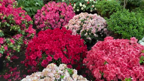 Rosenfeld,-Blühender-Und-Faszinierender-Blick-Auf-Die-Königin-Der-Blumen