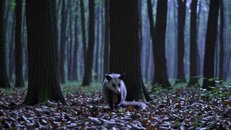 A low-angle video frame captures a fox in a serene, misty forest, surrounded by tall trees