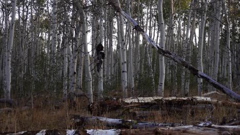 pan of quaking aspen forest scenery