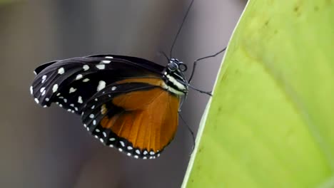 a tiger longwing kind of butterfly in a leaf