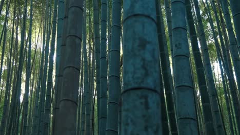 b-roll footage of the arashiyama bamboo forest in kyoto, japan.