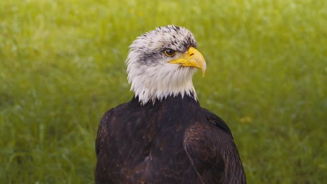 Vídeo-Del-águila-Calva-Americana,-Cámara-Lenta,-Primer-Plano