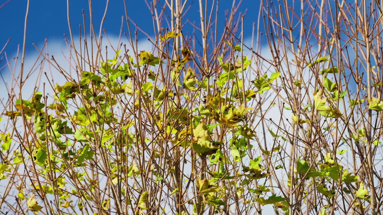 Vibrant autumn leaves on tree branches under clear blue sky