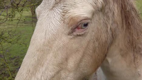 White-horse-in-muddy-field-in-Newent-Gloucester-UK