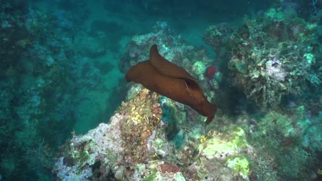 liebre de mar nadando sobre el arrecife en el mar mediterráneo