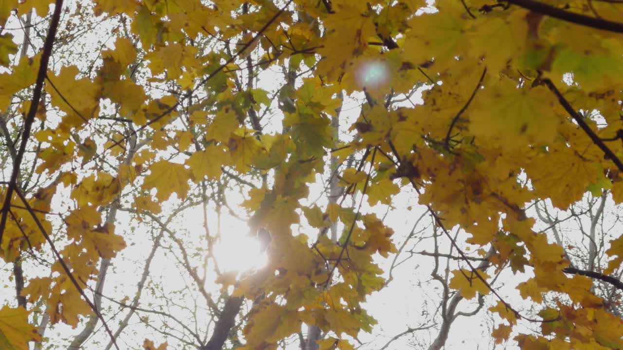 A slow motion video of yellow leaves in the sun