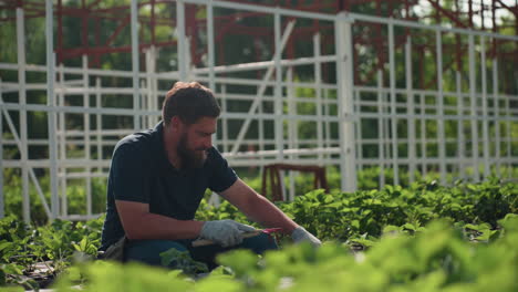 farmer in greenhouse kneels among rows, wipes forehead with gloved hand, grips hand fork, pauses from pruning soil then continues work, sunlight over metal frame, leafy plants surrounding