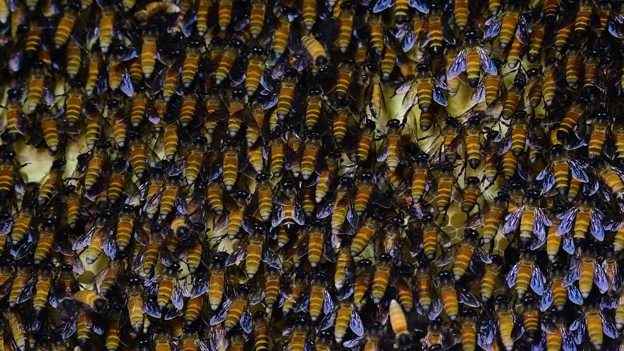 se sabe que las abejas melíferas gigantes construyen grandes colonias de nidos con bolsillos simétricos hechos de cera para almacenar miel como fuente de alimento.
