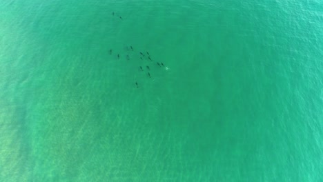 aerial view of dolphins swimming in the ocean