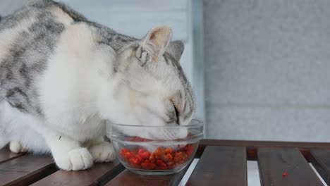 close-up view of a cat eating