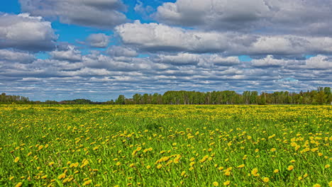 a field of yellow daisies in the meadow forest