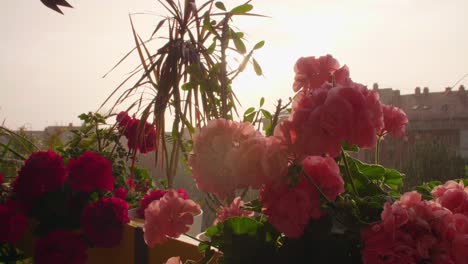 beautiful blossoming geranium flower on balcony in rainy sunset.