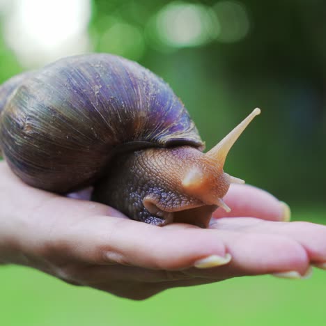a human hand holds a snail in the palm in the street in the summer. akhatina has a brown and yellow color