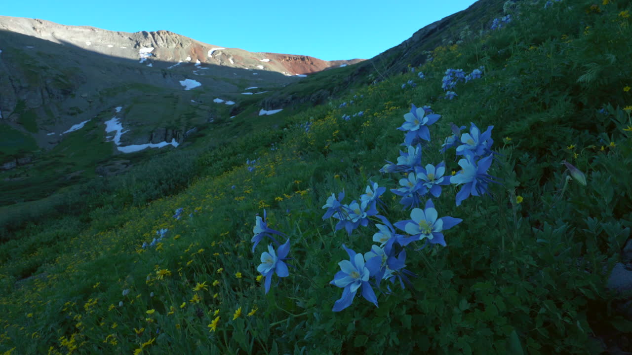 cinematográfica aún en cámara lenta brisa columbine colorida flor silvestre última puesta de sol hora dorada luz cuenca del lago de hielo silverton telluride oray trailhead cima de la nieve derretida pico montañas rocosas paisaje