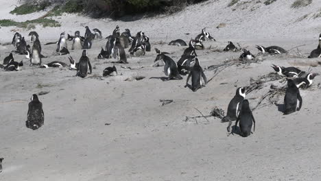 Pingüinos-Africanos-Se-Pasean-Por-La-Orilla-Arenosa-De-Sudáfrica