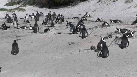 african penguins waddle on sandy shore of south africa