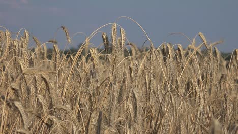 Rye-grain-is-used-for-flour,-bread,-beer,-crisp-bread,-some-whiskeys,-some-vodkas,-and-animal-fodder