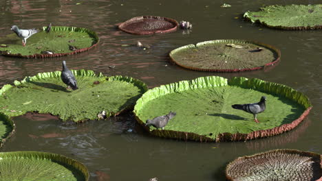 There-are-grand-lily-pads-on-a-lake-where-pigeons-hoping-from-one-pad-to-another-on-a-beautiful-sunny-day