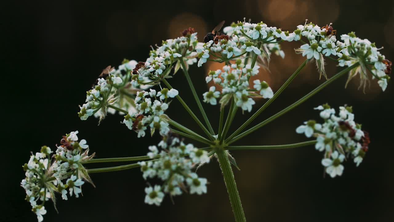 primer plano de una flor silvestre con insectos