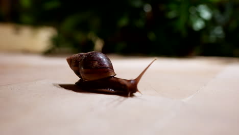 Órganos-Sensoriales-De-Antena-De-Gran-Caracol-Marrón-Navegando-Hacia-Adelante