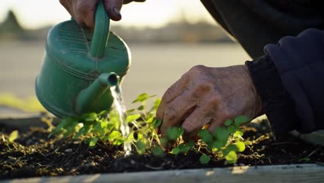 nurturing green life: hands watering seedlings in a sunlit garden, highlighting the importance of care in plant growth and cultivation for a sustainable future