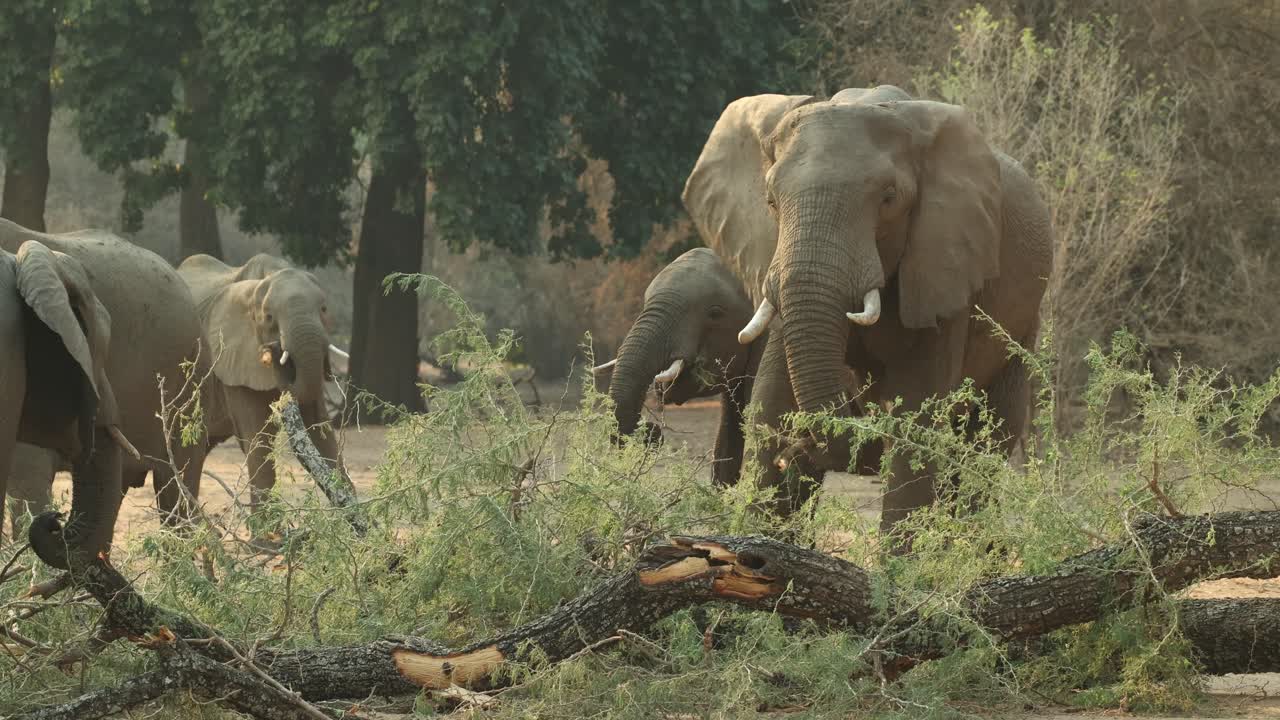 Mana Pools ormanında, kırık bir ağacın yapraklarıyla beslenirken ayakta duran bir Afrika fil sürüsünün orta çekim görüntüsü.