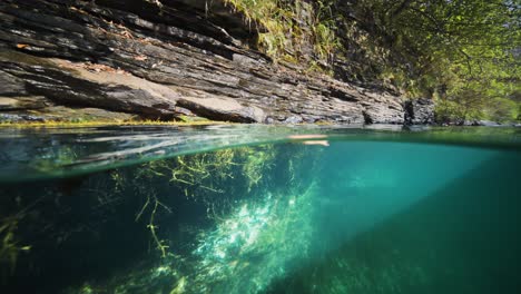 una vista dividida de la costa rocosa del fiordo de geiranger, con aguas claras que revelan una vibrante vegetación submarina