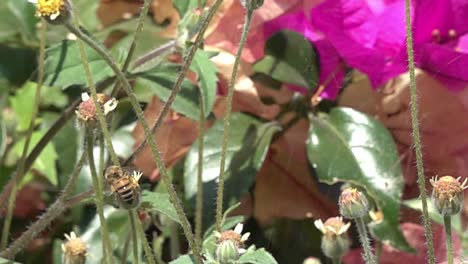 una abeja volando lejos de una flor con polen en las patas