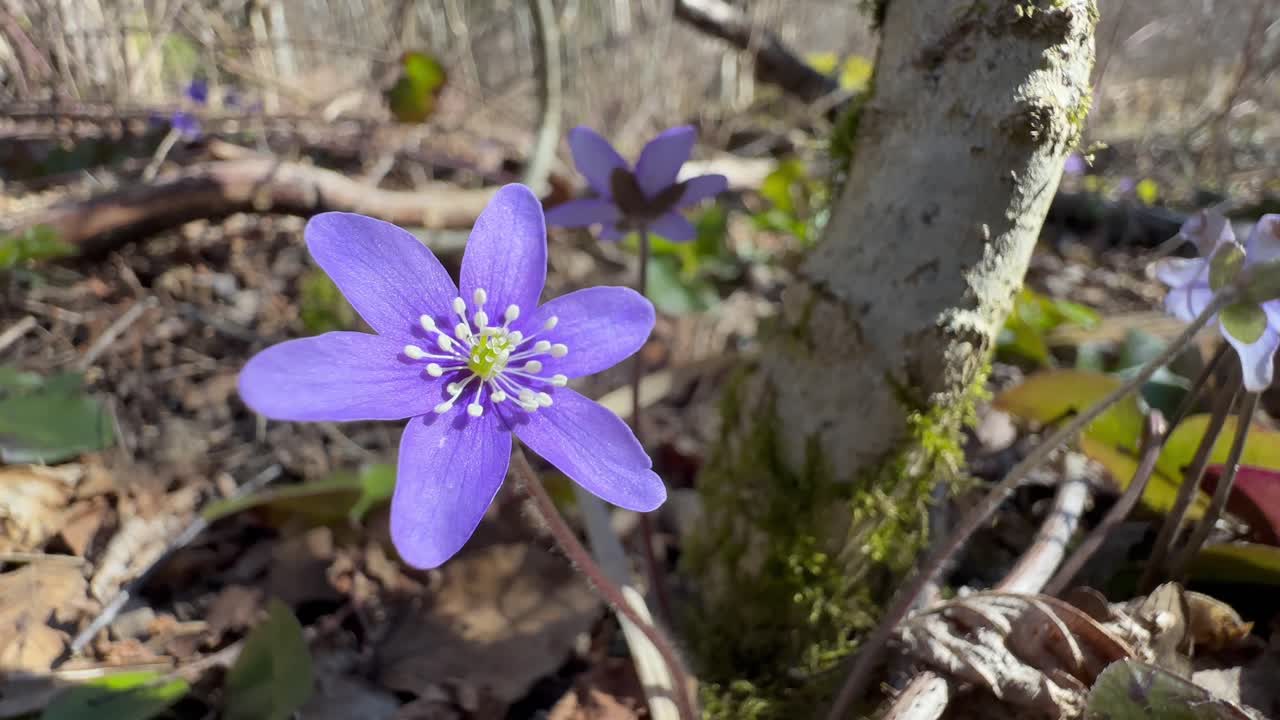 Liverwort or Anemone hepatica (Hepatica nobilis) flower moving in the wind in the wild. Saaremaa, Estonia.