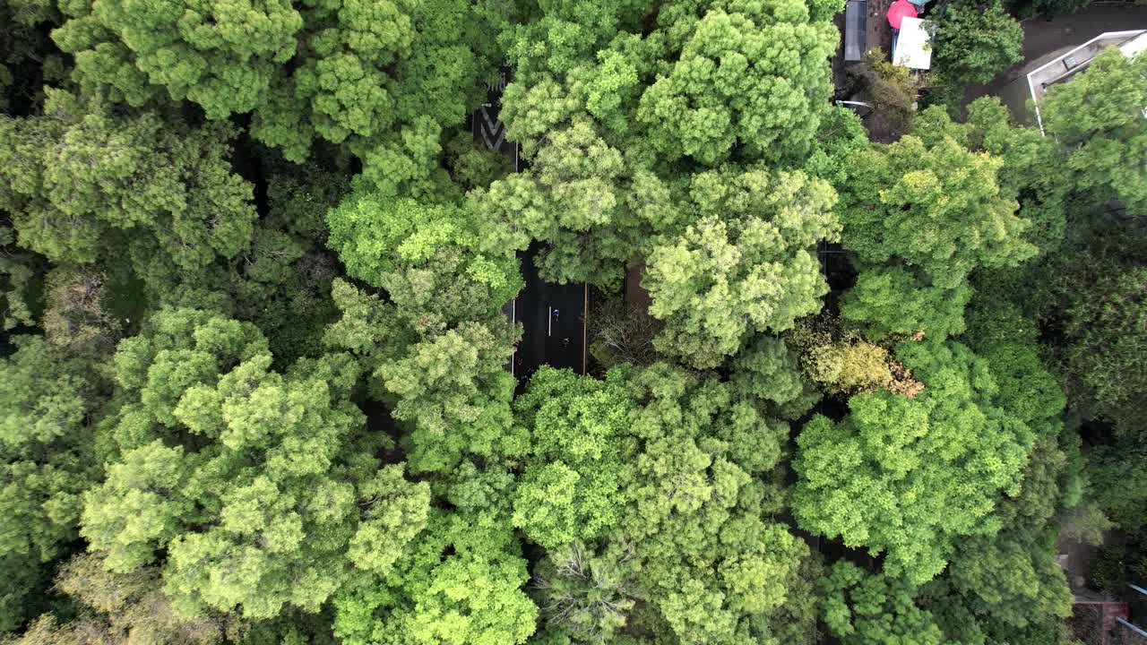 съемка с беспилотника бегунов марафона в мексике в окружении леса чапультепек