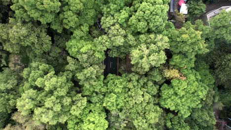 tiro de drone ascendente de los corredores de la maratón de la ciudad de méxico rodeados por el bosque de chapultepec