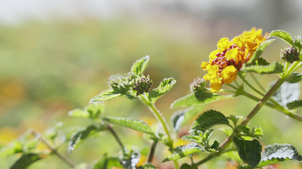 hermosa vegetación al aire libre
