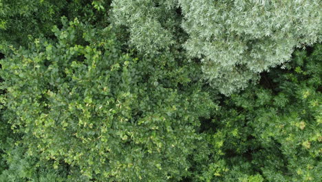 Forest-With-Huge-Green-Trees-Above-Overhead-Drone-Shot