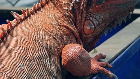 primer plano de una iguana roja