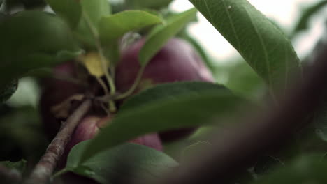 close up of adult hand picking apple from tree branch, shallow depth of field