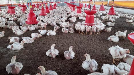 pollitos jóvenes en una granja avícola, pollitos amarillos jóvenes en un vídeo de imágenes de granja avícola