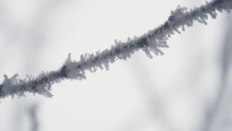 frozen iced branches of birch tree