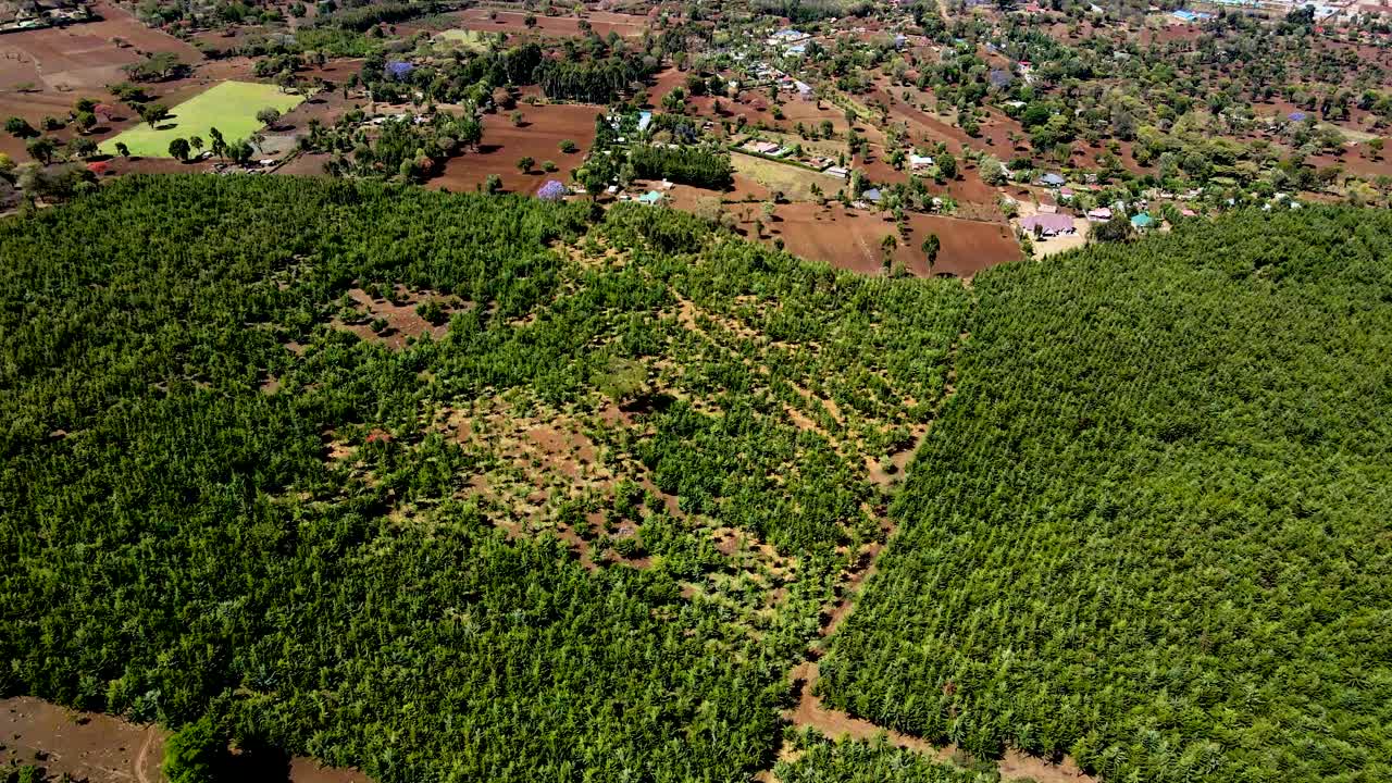 드론 뷰 - 아프리카 숲 - 아프리카 부시 화재