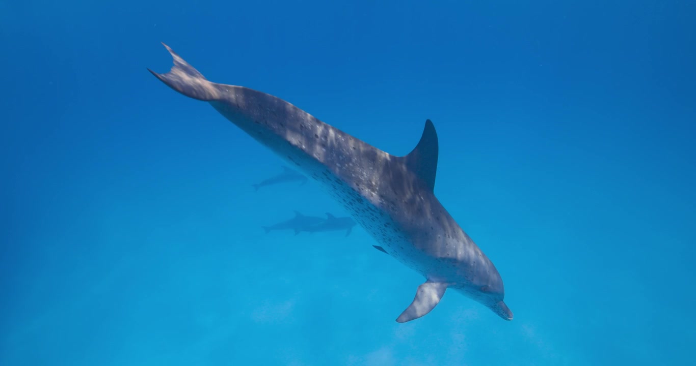 Delfini maculati nell'Atlantico nuotano costantemente attraverso la colonna d'acqua in un habitat marino naturale