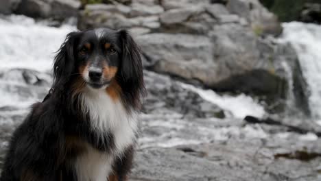 a mini australian shepherd sitting and licking their lips in front of a waterfall