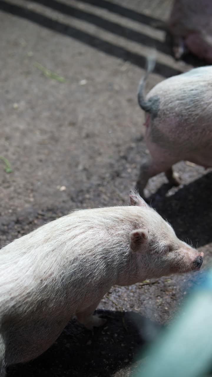 창고에 힌 돼지