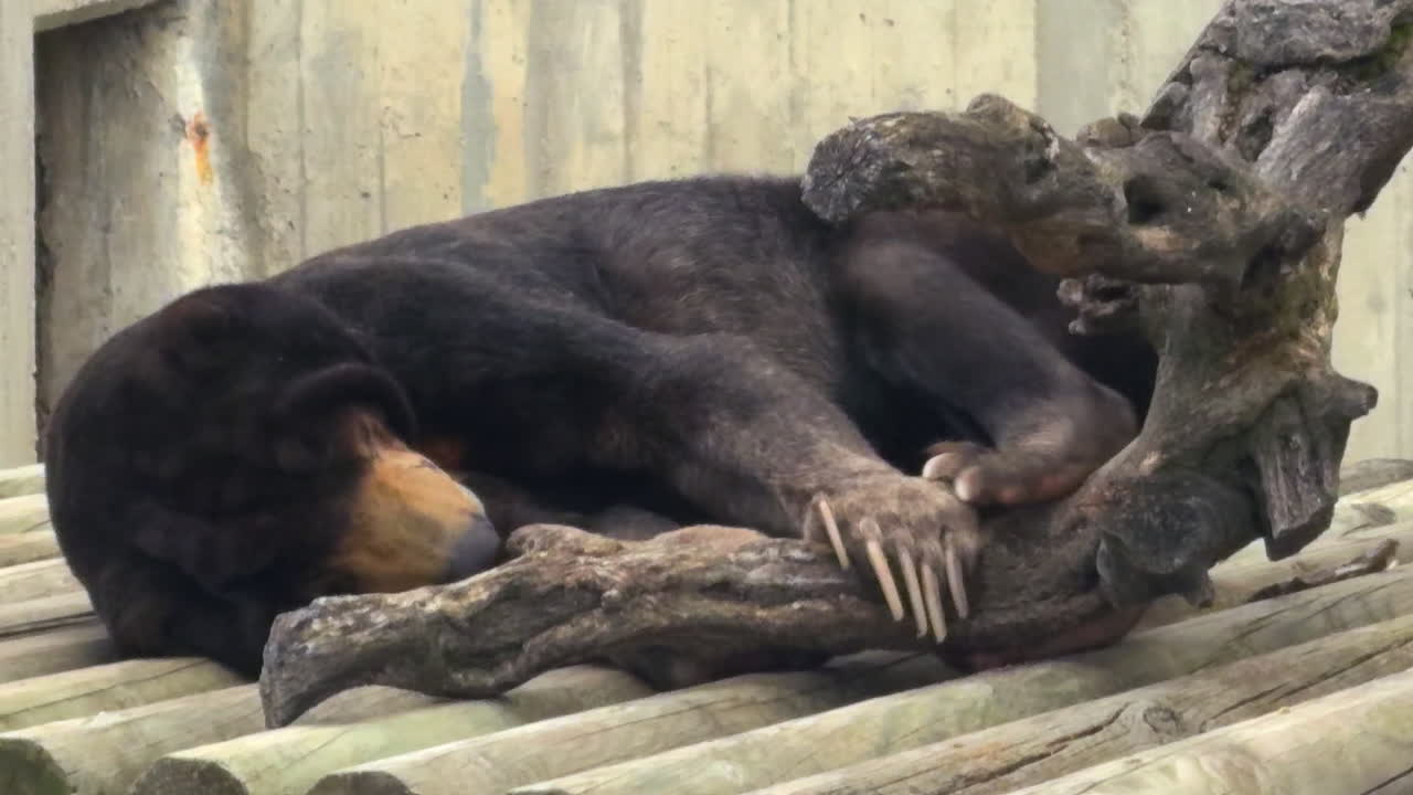 Sun bear calmly lying on wooden logs in a zoo enclosure, close-up wildlife behavior