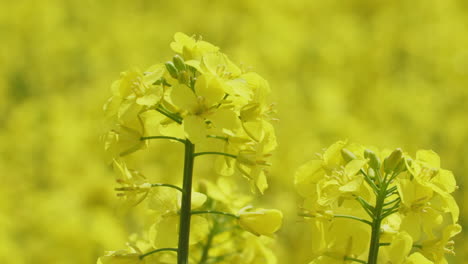 close up shot of a rape plant in a rape field