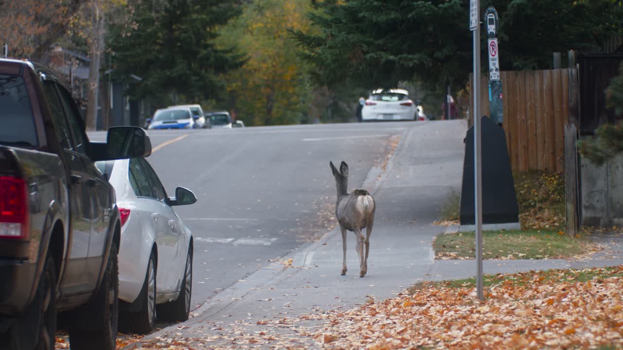 사슴과 새끼 사슴이 동네에서 길을 걷고 있다