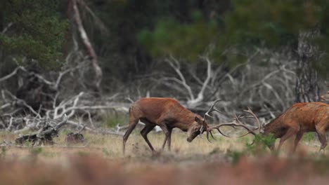 Par-De-Ciervos-Macho-Chocan-Con-Las-Astas-En-Combate-Durante-La-Temporada-De-Celo,-Veluwe,-Países-Bajos