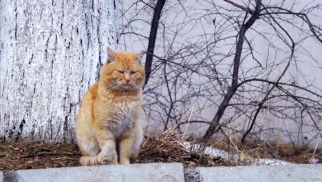 homeless red cat on the street in winter park. funny urban cat