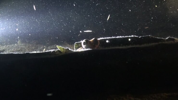 Small octopus peeps out from shipwreck