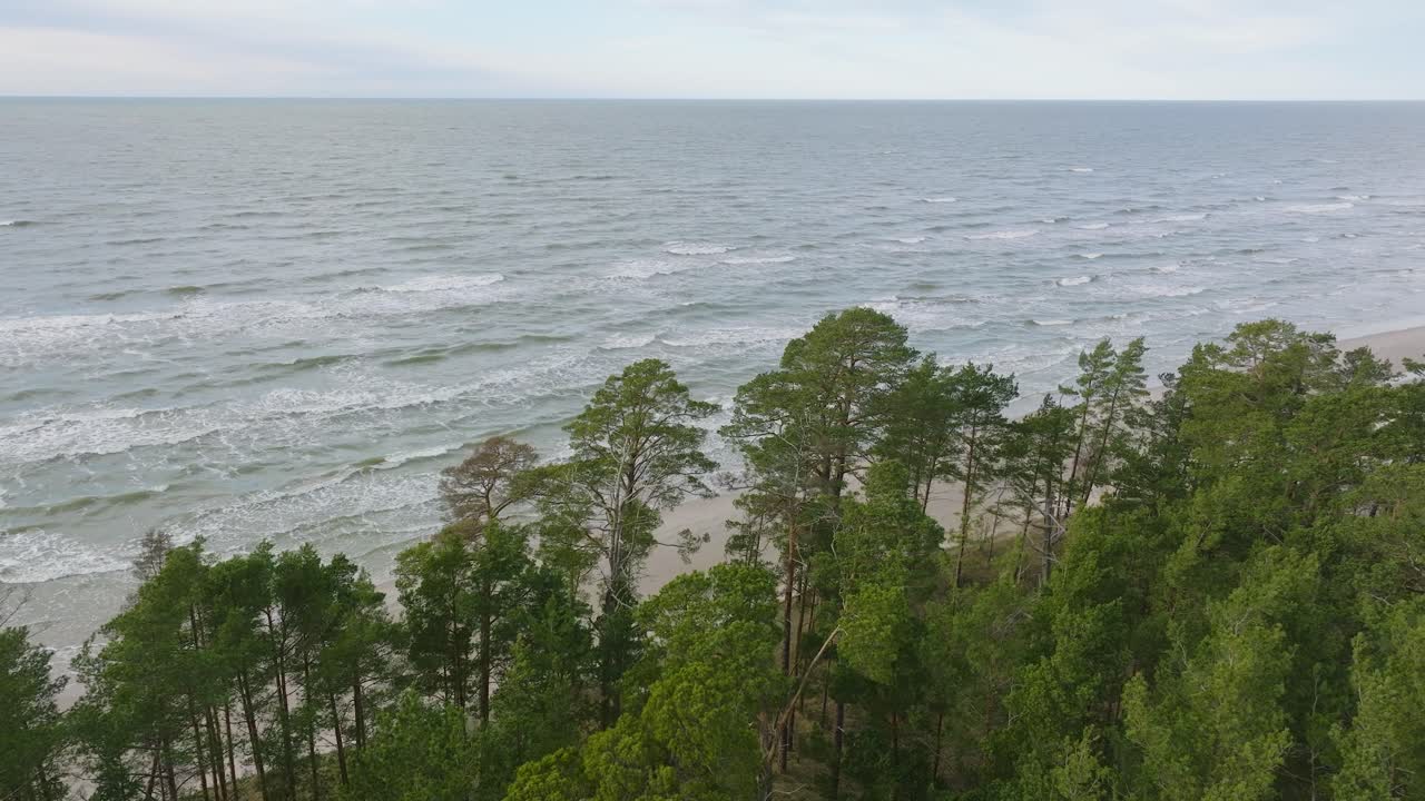 Aerial establishing view of Baltic sea coast, sunny day, white sand seashore dunes damaged by waves, pine tree forest, coastal erosion, climate changes, wide angle drone shot moving forward, tilt down