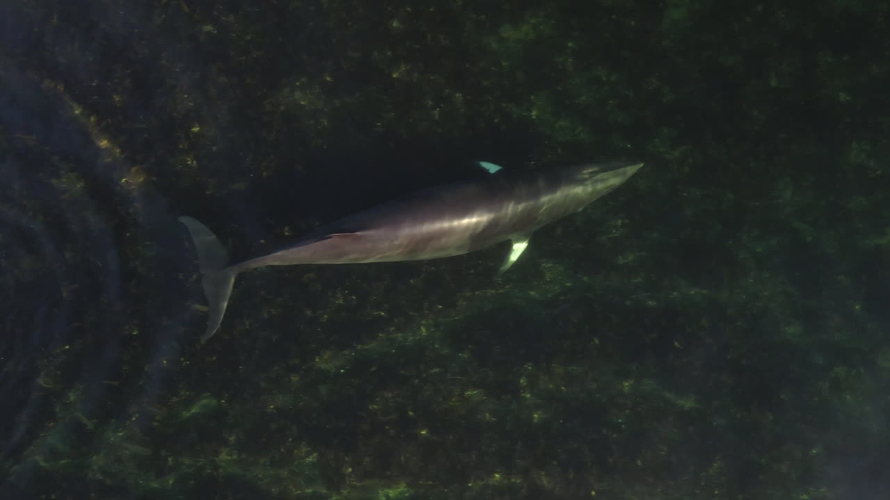 동부 퀘벡의 얕은 물에서 수영하는 밍크 고래