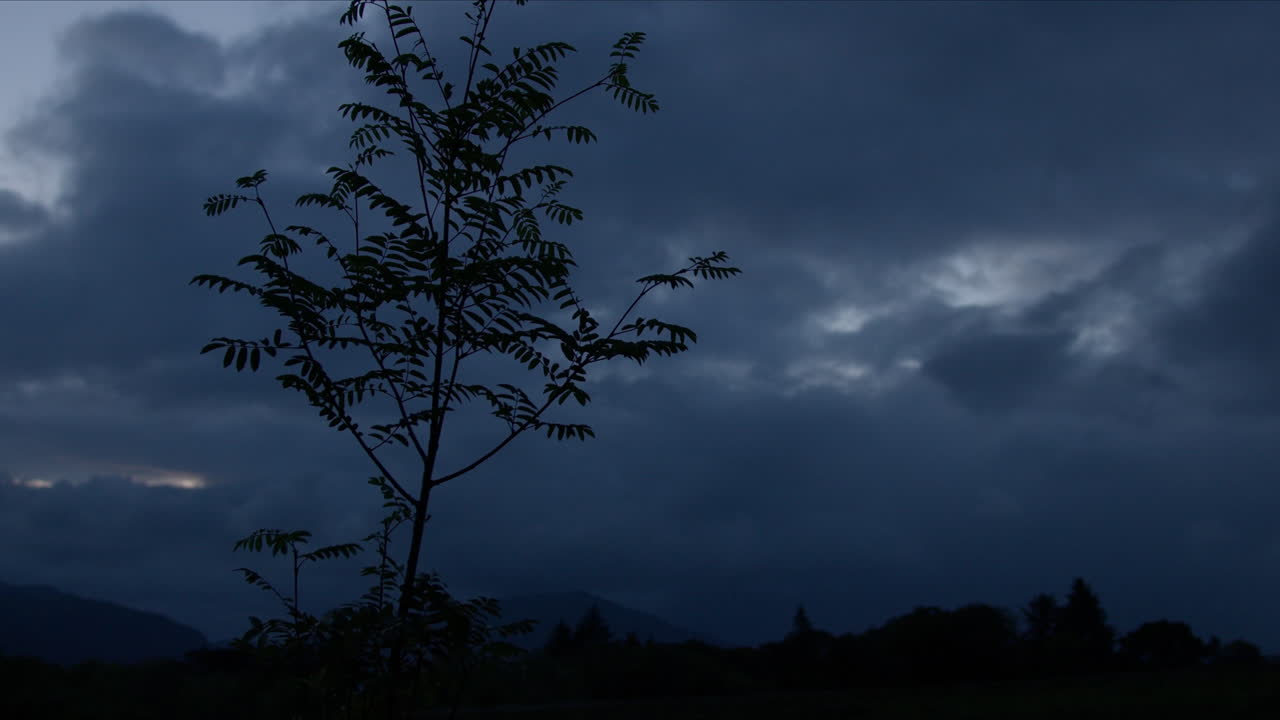 Dark silhoette of ash tree, blue moving couds during nightfall, mountain landscape